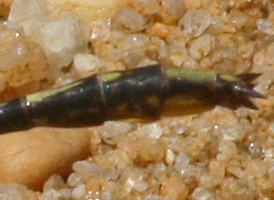 Lancet Clubtail
